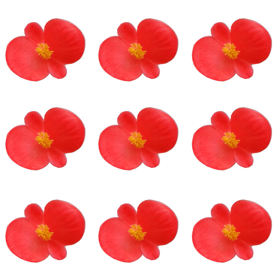 Begonia Flower Small Micro Red 24 pcs $5.75 CAD