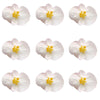 Begonia Flower Small Micro White 36 pcs $8.75 CAD