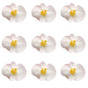 Begonia Flower Small Micro White 24 pcs $5.75 CAD