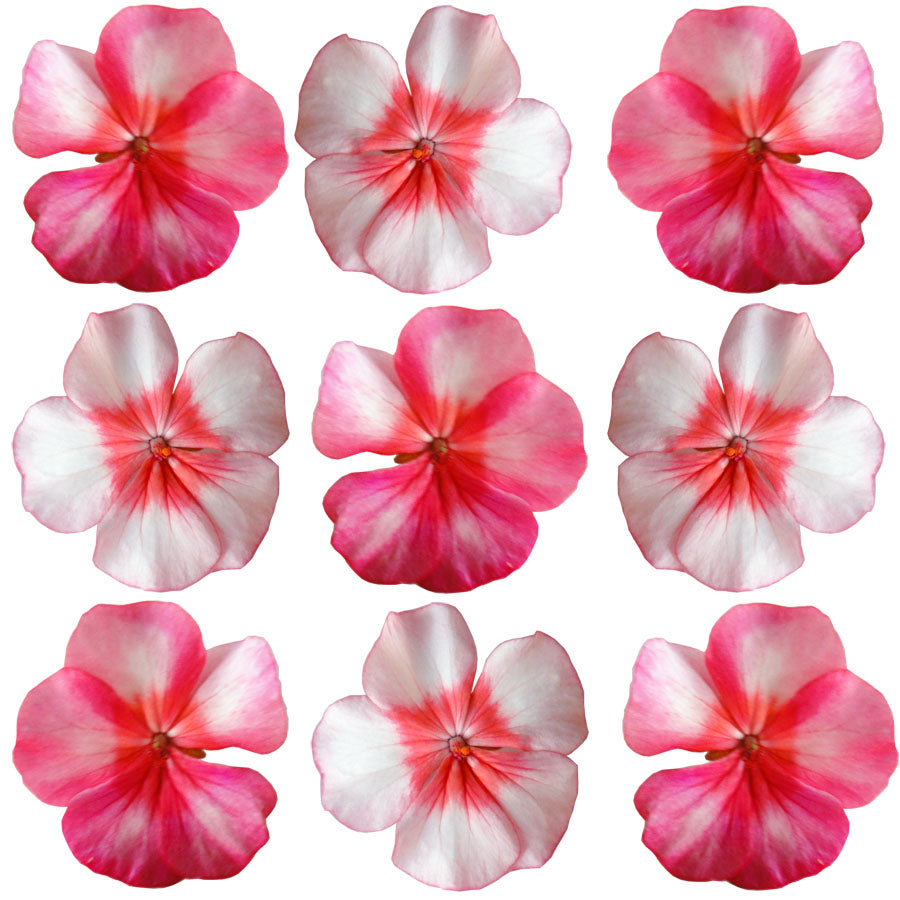 Geranium Pink-on-pink Flowers + Stems 24 pcs $14.5 CAD
