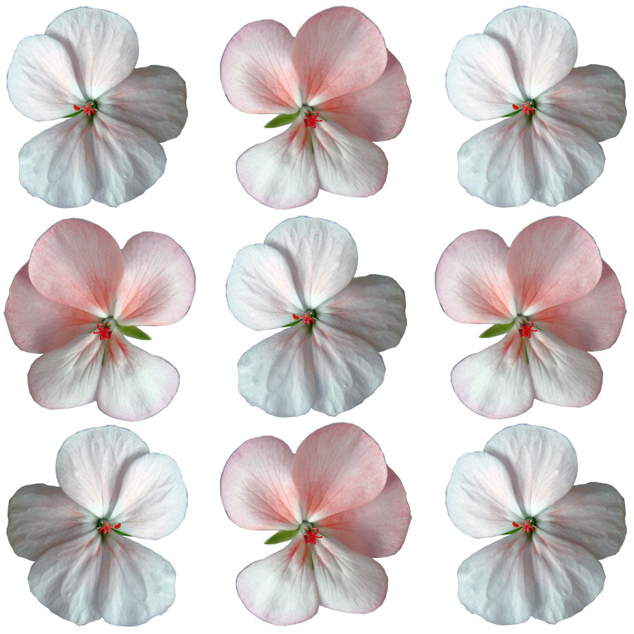 Geranium Blush Coloured Flowers + Stems 36 pcs $20.95 CAD