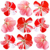 Geranium Orange White Flowers + Stems 36 pcs $20.95 CAD