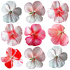 Geranium Mix Flowers + Stems 24 pcs $14.5 CAD