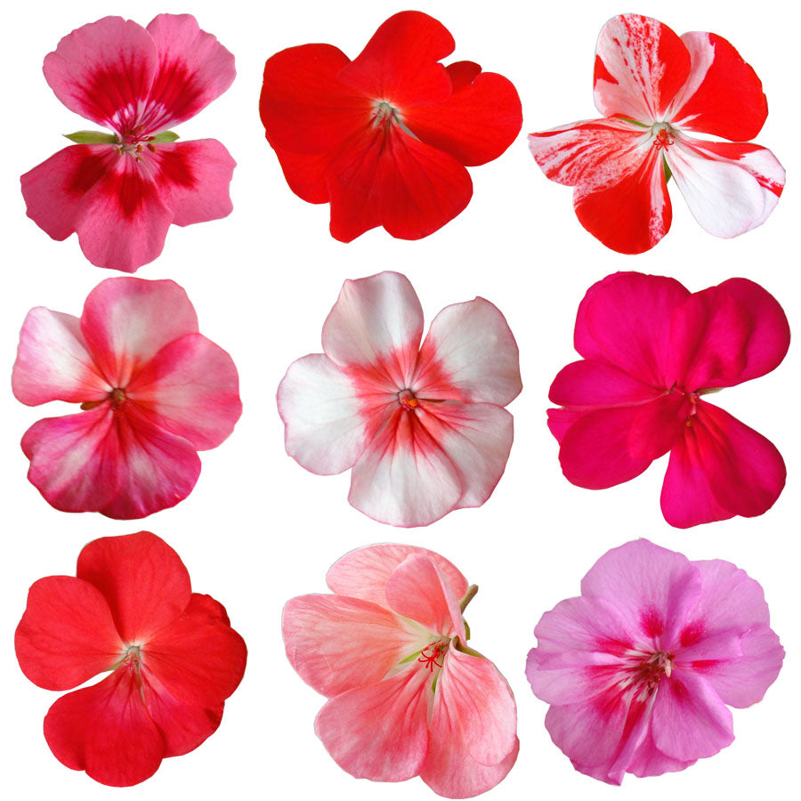 Geranium Bright Mix Flowers + Stems 48 pcs $27 CAD