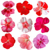 Geranium Bright Mix Flowers + Stems 12 pcs $7.75 CAD
