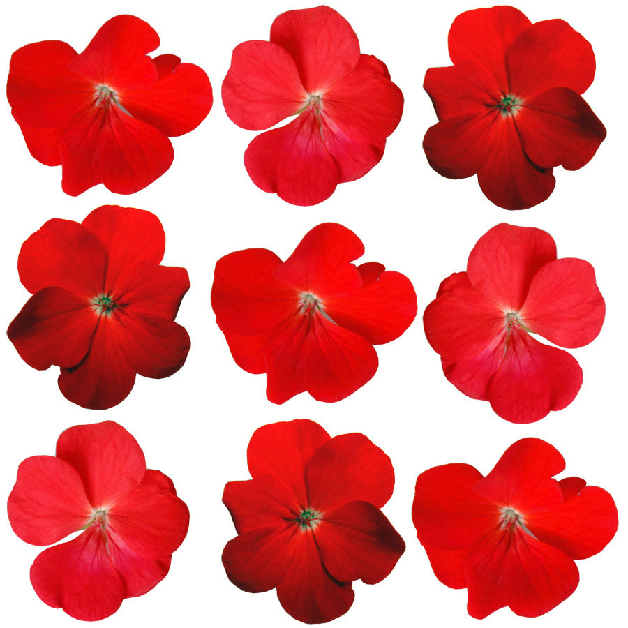 Geranium Red Scarlet Flowers + Stems 24 pcs $14.5 CAD