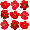Geranium Red Scarlet Flowers + Stems 36 pcs $20.95 CAD