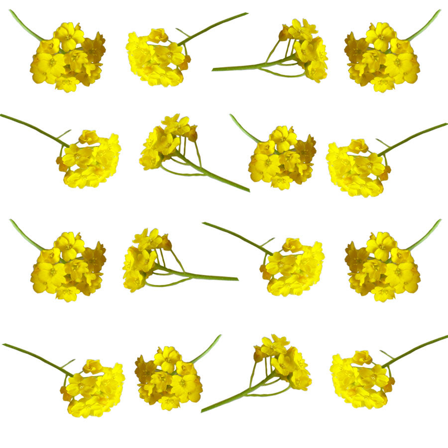 Alyssum Micro Sprigs Gold 36 pcs $8.75 CAD