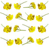 Alyssum Micro Sprigs Gold 36 pcs $8.75 CAD