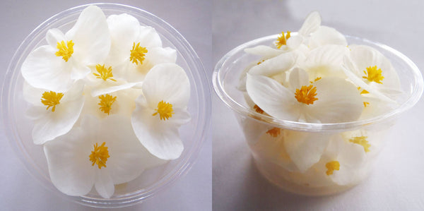 Begonia Flower Lg White 12 pcs $5.25 CAD