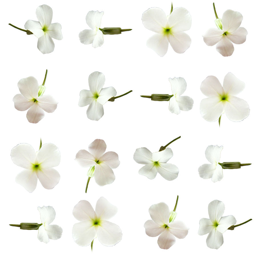 Dame's Rocket Micro Flowers White 24 pcs $5.75 CAD