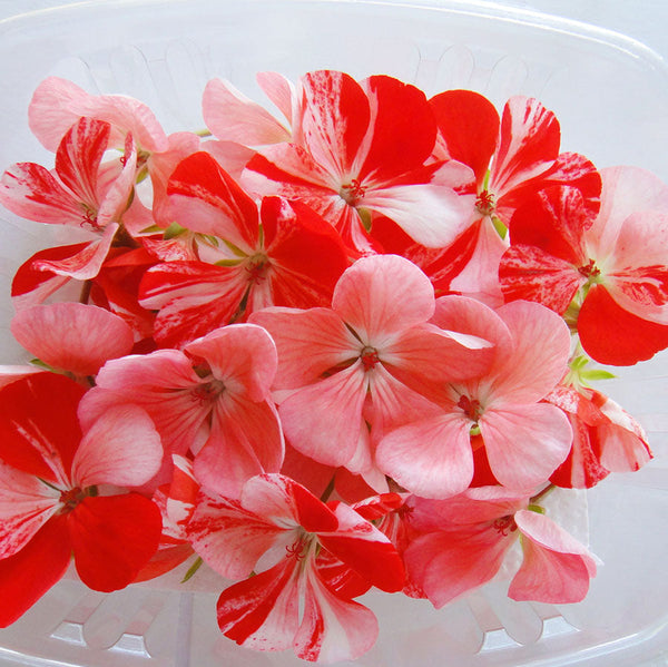Geraniums – Ottawa Edible Flowers