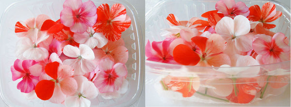 Geraniums – Ottawa Edible Flowers