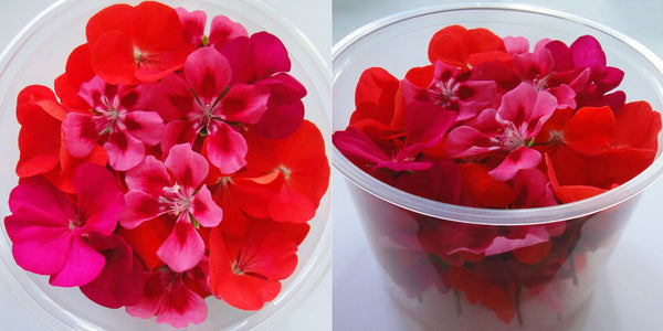 Geraniums – Ottawa Edible Flowers