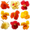 Nasturtium Flower Mix Flowers + Stems 24 pcs $10.25 CAD