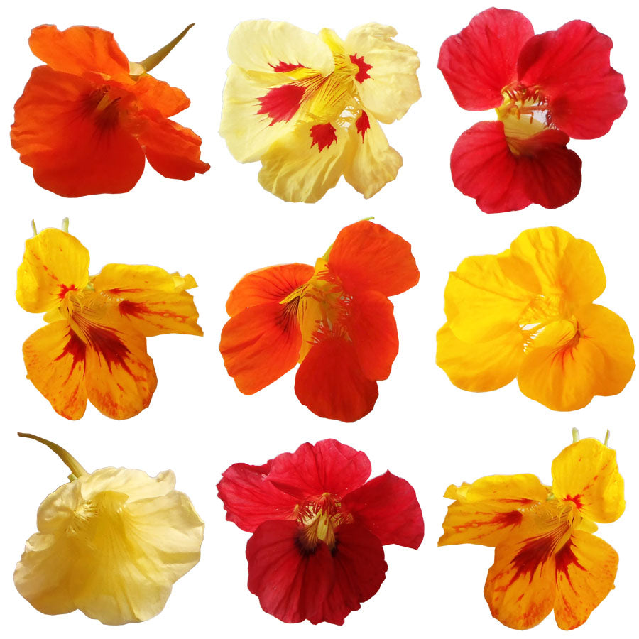 Nasturtium Flower Mix Flowers + Stems 50 pcs $20.75 CAD