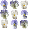Pansies Ivory White Blue Hints Mix 15 pcs $7.75 CAD