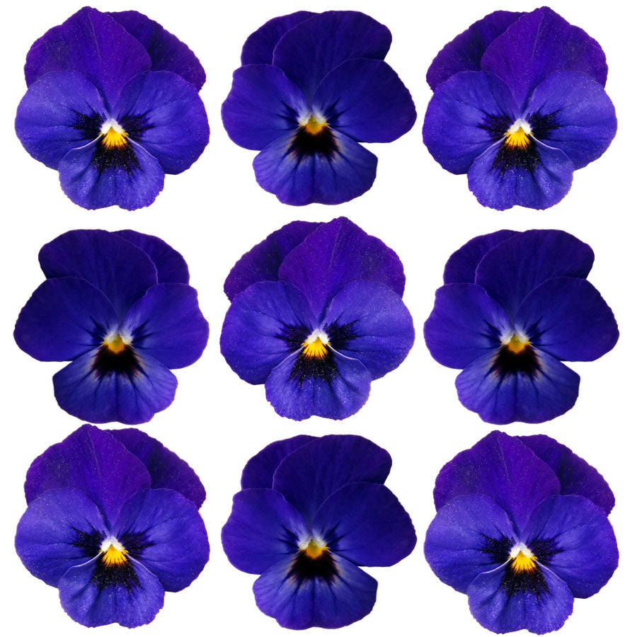 Pansies Deep Purple Blue 12 pcs $7.25 CAD