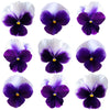 Pansies Purple + White 12 pcs $7.25 CAD