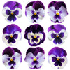 Pansies Lg Purple Cream Face 12 pcs $7.25 CAD