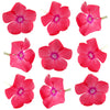 Seasonal Summer Phlox Flower Coral Colour 36 pcs $8.25 CAD