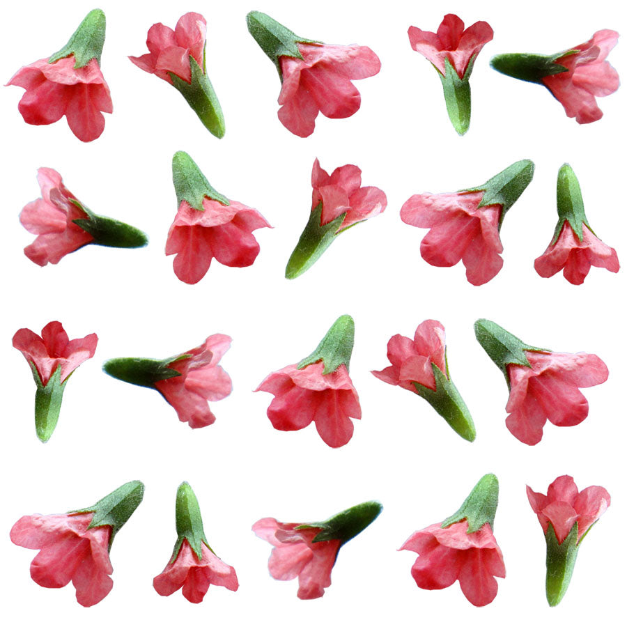 Seasonal Spring Pulmonaria Flowers 36 pcs $8.25 CAD