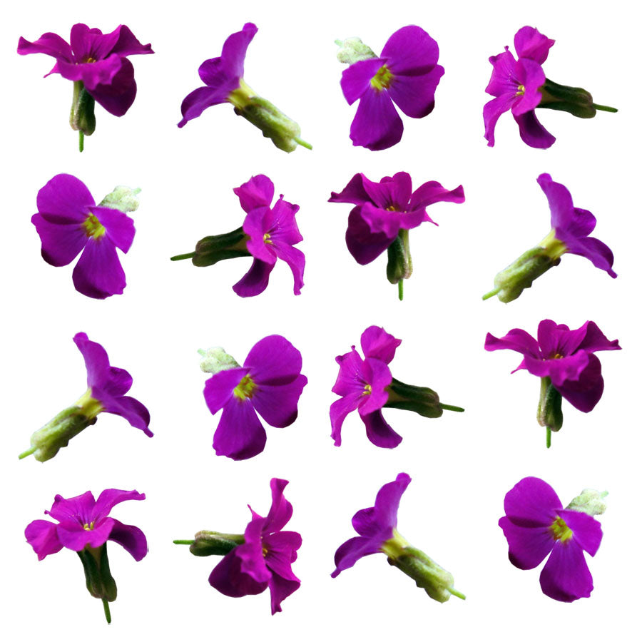 Seasonal Spring Summer Rock Cress Flowers 36 pcs $8.25 CAD