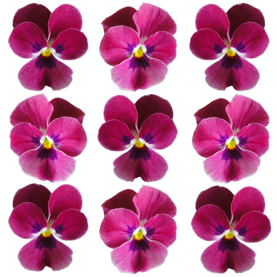 Violets Rose Flowers + Stems 15 pcs $5.25 CAD