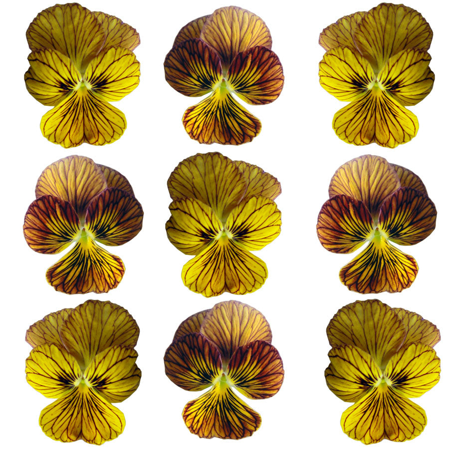 Violets Yellow Striped Flowers + Stems 15 pcs $5.25 CAD