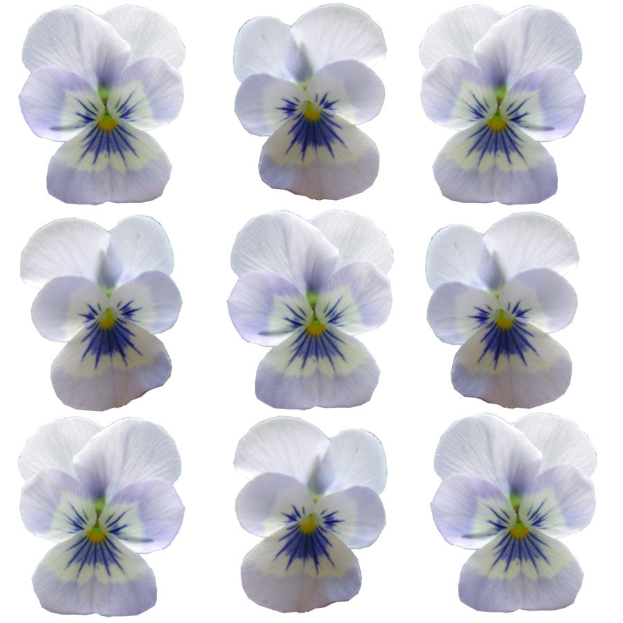 Violets Blue Mauve Face Flowers + Stems 15 pcs $5.25 CAD