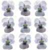 Violets Blue Mauve Face Flowers + Stems 15 pcs $5.25 CAD