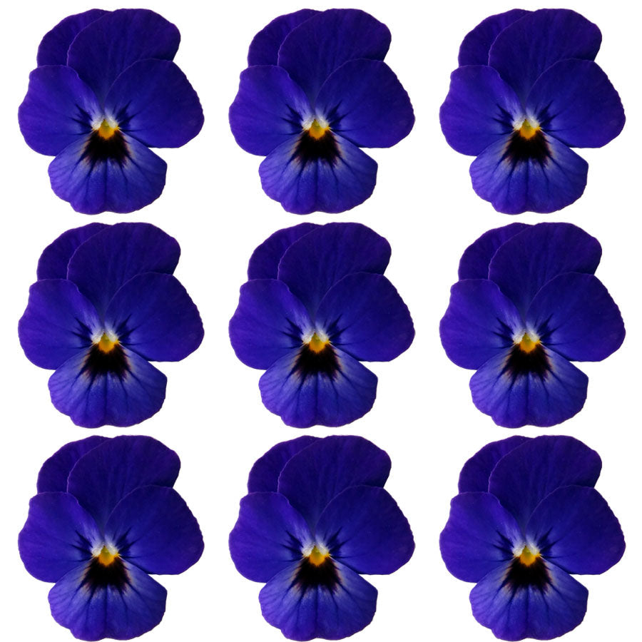 Violets Deep Purple Blue Flowers + Stems 15 pcs $5.25 CAD