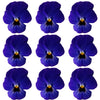 Violets Deep Purple Blue Flowers + Stems 15 pcs $5.25 CAD