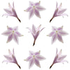 Hosta Flowers Mauve 24 pcs $10.25 CAD