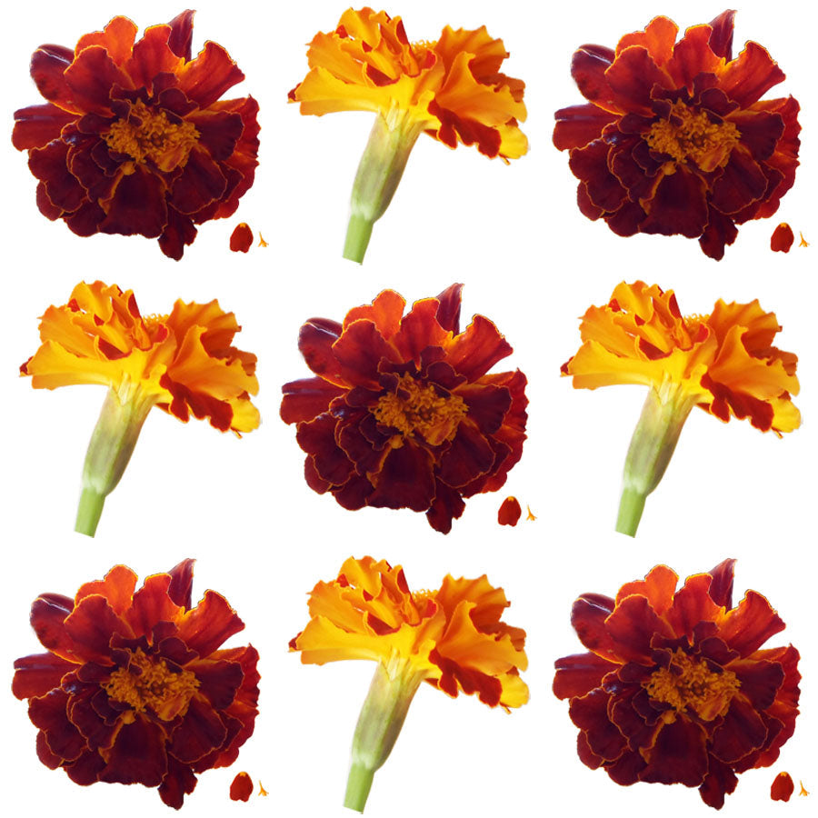 Marigold Small Flowers Maroon Orange Micro Petals 12 pcs $8.75 CAD
