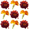 Marigold Small Flowers Maroon Orange Micro Petals 30 pcs $20.75 CAD