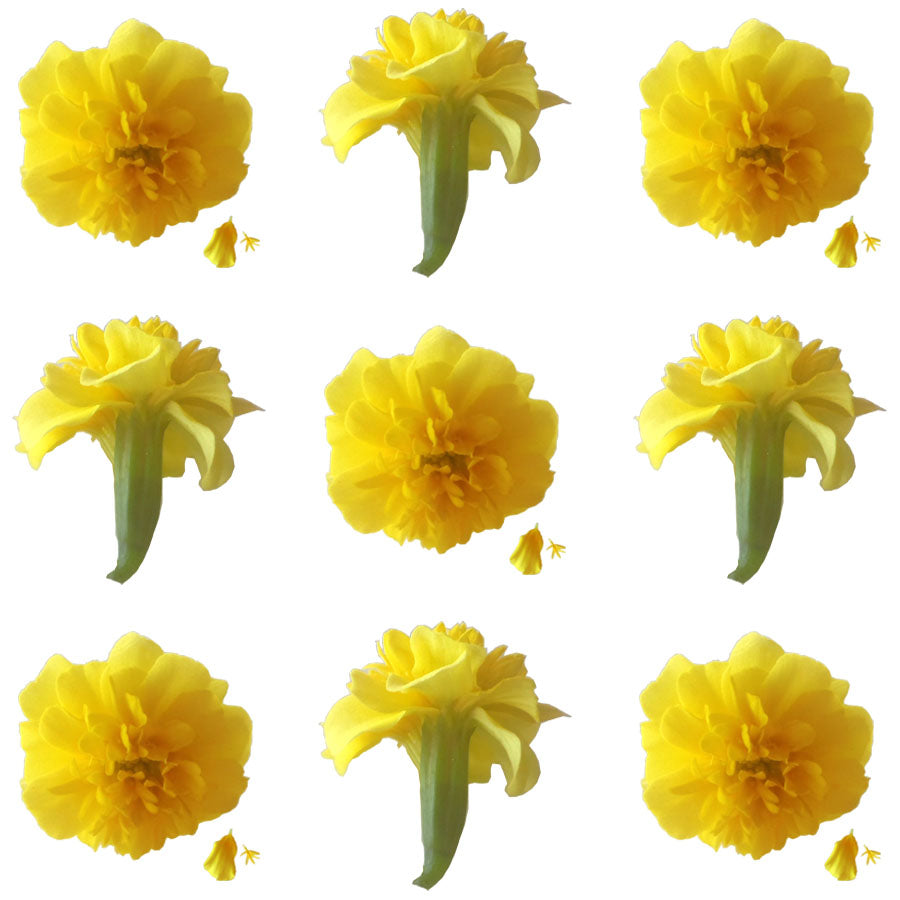 Marigold Small Flowers Yellow Micro Petals 24 pcs $17.25 CAD