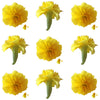 Marigold Small Flowers Yellow Micro Petals 24 pcs $17.25 CAD