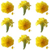 Marigold Small Flowers Yellow Micro Petals 12 pcs $8.75 CAD