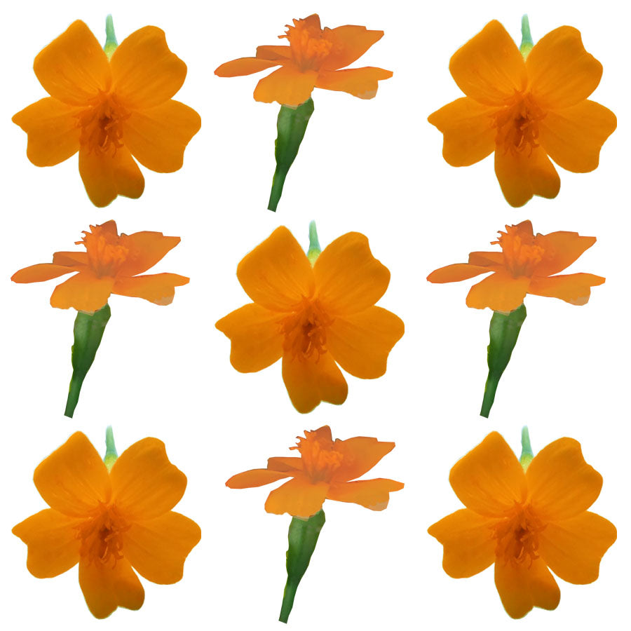Marigold Tiny Micro Flowers Orange Flowers + Stems 50 pcs $11.25 CAD