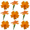 Marigold Tiny Micro Flowers Orange Flowers + Stems 24 pcs $5.75 CAD