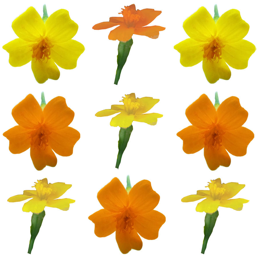 Marigold Tiny Micro Flowers Mix Flowers + Stems 36 pcs $8.25 CAD