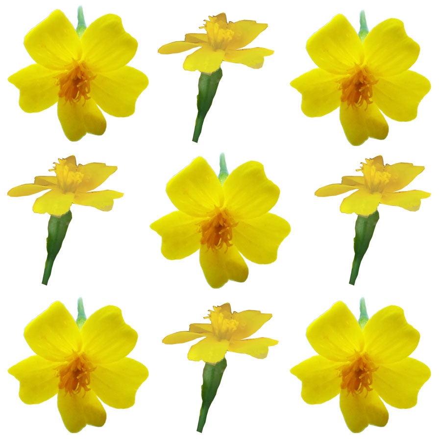 Marigold Tiny Micro Flowers Gold Flowers + Stems 24 pcs $5.75 CAD