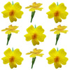 Marigold Tiny Micro Flowers Gold Flowers + Stems 24 pcs $5.75 CAD