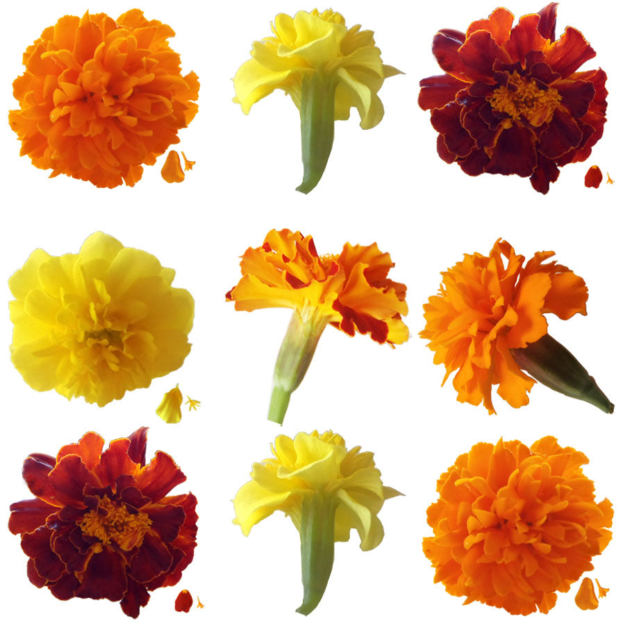 Marigold Small Flowers Mix Micro Petals 9 pcs $6.75 CAD