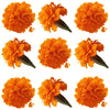 Marigold Small Flowers Orange Micro Petals 12 pcs $8.75 CAD