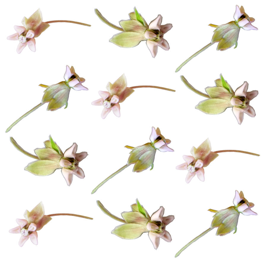 Summer Seasonal Milkweed Micro Flower Sprigs Mauve 24 pcs $4.25 CAD