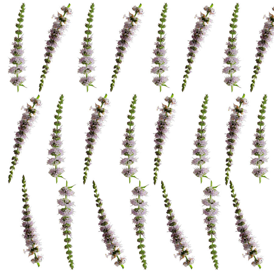 Spearmint Flower Sprigs 36 pcs $8.50 CAD