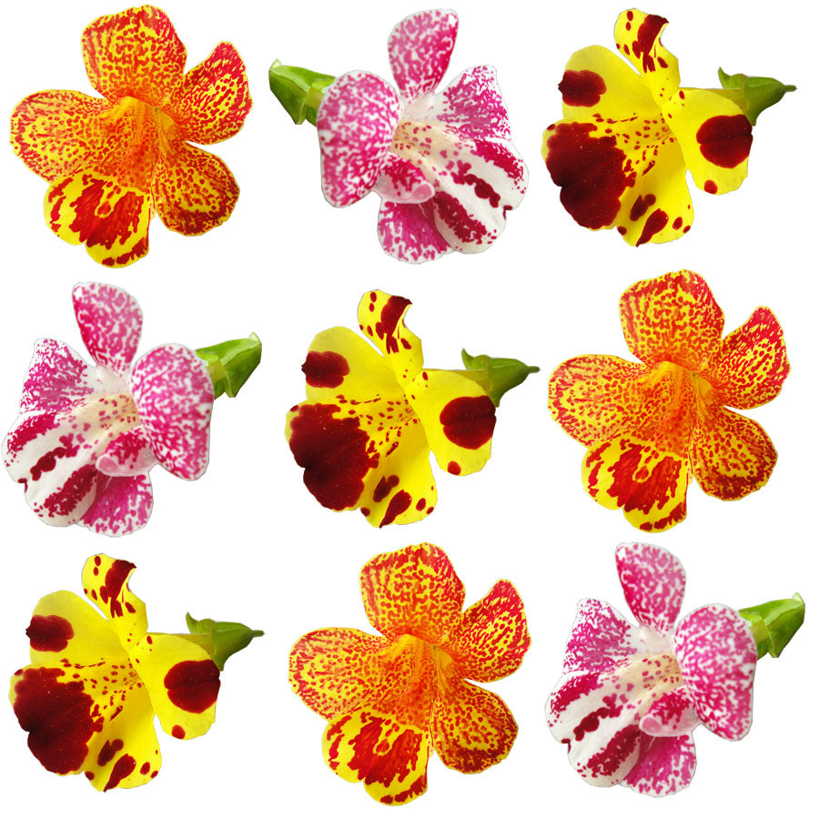 Monkey Flower Mix 30 pcs $12.25 CAD