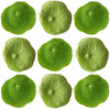 Nasturtium Micro Leaves 24 pcs $4.25 CAD